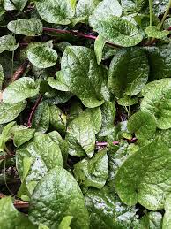 Image result for Basellaceae