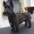 Scottish Terrier Without Beard