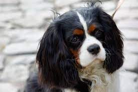 I cavalier king charles spaniels sono cani toy che vivono benissimo in appartamento, sono amichevoli, silenziosi e terribilmente carini. Cavalier King Charles Spaniel Informazioni Sulla Razza