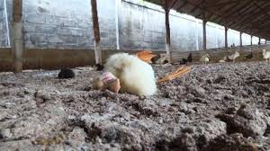 Aramanızda 261 adet ürün bulundu. Diserang Virus Flu Burung Belasan Ribu Bebek Mati