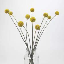 Trust uk leading artificial flowers specialists decoflora. Dried Craspedia For Sale Uk Delivery Also Known As Billy Buttons