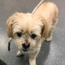 Lost dog found in Albuquerque area?