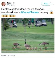 Cobra Chickens Know Your Meme