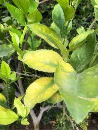 Image result for Piper capense