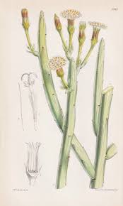 Image result for Senecio auriculatissimus