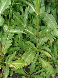 Image result for Dipsacus pinnatifidus