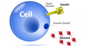 Il termine insulino resistenza indica l'incapacità delle cellule dell'organismo di rispondere all'ormone insulina. Dott Francesco Pepino Biologo Nutrizionistasegnali Di Resistenza All Insulina Dott Francesco Pepino Biologo Nutrizionista