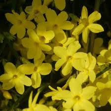 Image result for Jasminum bakeri