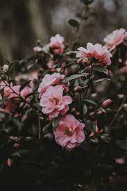 Rosiedreams Flowers Photography Wallpaper Flowers Photography Photography Wallpaper