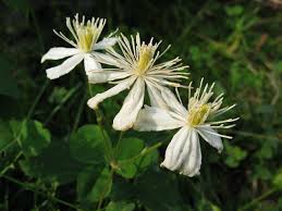 Check spelling or type a new query. File Clematis Fargesioides Summer Snow Jpg Wikimedia Commons