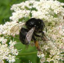 Image result for Anthephora cristata
