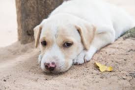 Tomar o chá de limão, equinácea, alho, tília ou sabugueiro. Vacina Para Cachorros Como E O Ciclo De Vacinacao Cachorrogato