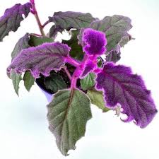 Image result for Gynura