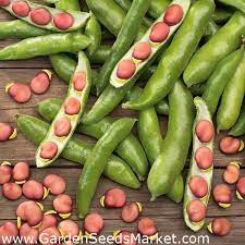 4 ratings 4.8 out of 5 star rating. Broad Bean Karmazyn Seeds Vicia Faba Garden Seeds Market Free Shipping