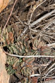African Plants - A Photo Guide - Sedum sediforme (Jacq.) Pau