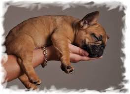 They are loved from birth and are. French Bulldog Puppy Breeder In Ohio French Bulldog For Sale