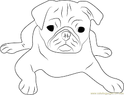 Check spelling or type a new query. Baby Pug Coloring Pages Coloring Home