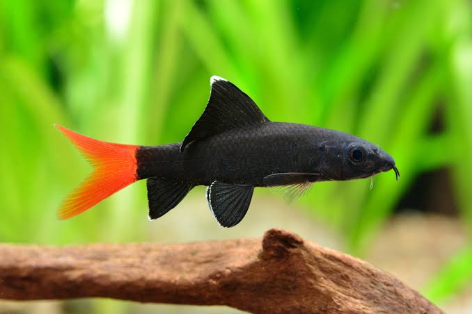 Resultado de imagen para acuario tiburon cola roja"