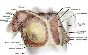 It is useful to develop a method of studying the film, to make certain that all areas are searched it is. Ppt Thoracic Wall Powerpoint Presentation Free To Download Id 503264 Y2y4m