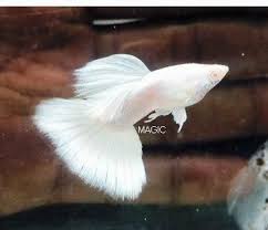 Pin On Hobby Fish