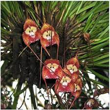 10 Kinds Mixed Rare Monkey Face Orchid Flower Seeds Dra Cula Simia Dracula Orchid Flower Flower Seeds Orchids