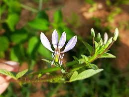 Image result for Cleome rutidosperma