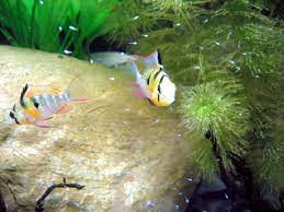 Er lebt im gebiet des río iténez in bolivien und im südwestlichen brasilien und im río mamoré in bolivien. Mikrogeophagus Altispinosus 5 M