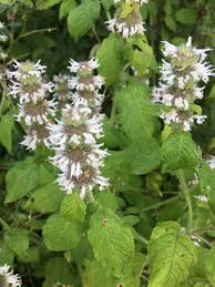 Image result for Vernonia hirsuta