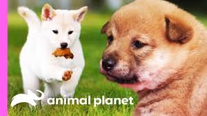 Can we hit 200 likes on this video? Mischievous Shiba Inu Pup Gets Her Sisters In On The Fun Too Cute Youtube