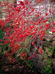 Ackerman Hybrid Camellias Carolyn S Shade Gardens Shade Garden Shade Shrubs Winter Garden