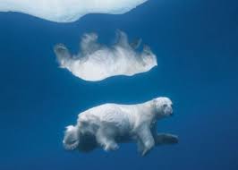 من أجمل الصور الطبيعية علي مر العصور ل ب كره Polar Bear Polar Nature Animals