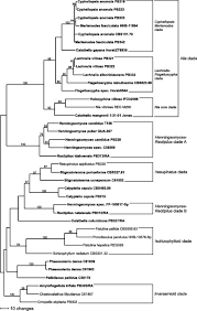 Image result for Porodisculus pendulus