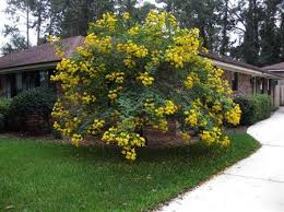 We did not find results for: Craig S Perfect Turf Landscaping You Ll Be Happy You Chose Us Call Us 941 380 4062 Mon Fri 8 30 5 And Sat 8 30 4 Sun Closed Toggle Navigation Craig S Perfect Turf Landscaping Home Photo Gallery Portfolio Florida Plants Services Nursery Landscape