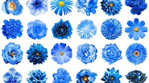 Die amaryllis gilt als zeichen des stolzes, während die anthurie von hingabe spricht. Blaue Blumen Und Ihre Bedeutung Floraqueen De