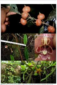 Image result for Stolzia cupuligera