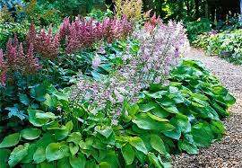 Good Combinations With Hosta Plants Hosta Plants Hosta Gardens Plants