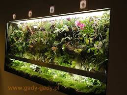 Frogs Eden Reptile Terrarium Terrariums Kits Orchid Terrarium