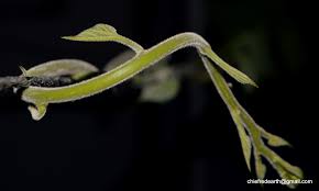 Image result for Tinospora orophila