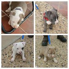 The pit bull puppies we sell come from the best bloodline in the world. Pitbull Puppies 50 Dollars For Sale Texas