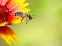 Why Plants Have Bright Colored Flowers Flower Color Significance Gardening Know How