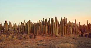 You can raise it up as high as you want! One Of The Largest Cactus Farms In Africa Published 2017 Cactus Farm California Garden Farm