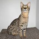 Savannah Cat Price Chart ranges in cost for healthy ...