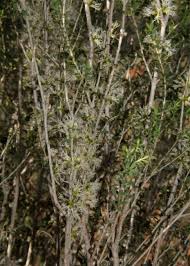 Image result for Melhania acuminata