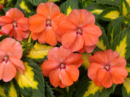 Image result for Impatiens sylvicola