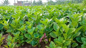 Image result for Basellaceae