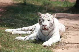 Ouverture du zoo à 12h. Zoo Des 3 Vallees Montredon Labessonnie Wonderbox