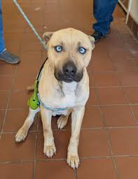 Lost Cat in Atlantic Area