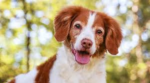 Akc purebred french bulldog puppies for sale with one year health guarantee 50% off now. Brittany Dog Breed Information Facts Traits Pictures More