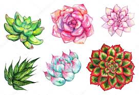 Ver más ideas sobre suculentas, plantas suculentas, cactus y suculentas. Descargar Cactus Suculentas Acuarela Flor Planta Dibujado A Mano Set Aislado Imagen De Stock Flores Para Dibujar Cactus Dibujo Frases De Cactus