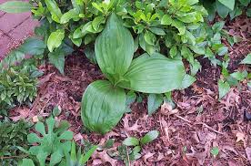 Image result for Uvariastrum